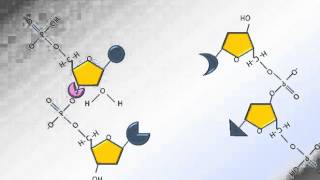 Hydrolyse des acides nucléiques [upl. by Judi]