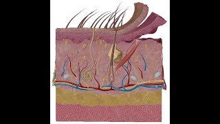 Skin anatomy  DR  Sameh Ghazy [upl. by Anilys]