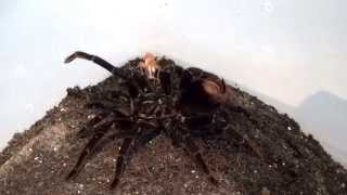 Pamphobeteus antinous Tarantula [upl. by Rehotsirk561]