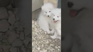 Fluffy White Dogs ADORABLE Reaction to Gravel Will Melt Your Heart [upl. by Ashford]