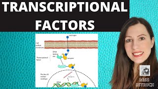 TRANSCRIPTIONAL FACTORS Gene regulation and the role of oestrogen explained [upl. by Sik]