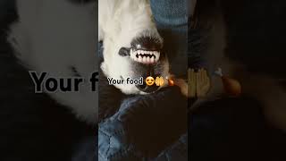 Hungry all the time 🍗 cute dog [upl. by Eanel]