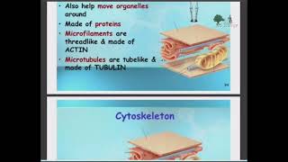 Cytoplasm of Cell [upl. by Burris]