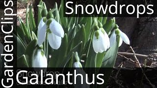 Snowdrops  Galanthus nivalis  snowdrop flower  How to Grow Snowdrops snowdrop [upl. by Harras]