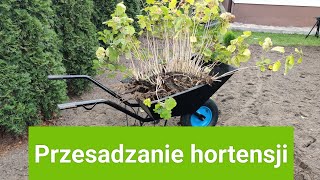 Przesadzanie hortensji [upl. by Laon]