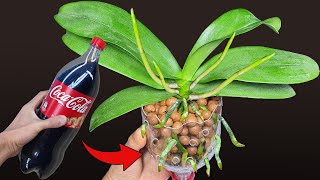 Do this after the Orchid flowers fall the orchid roots grow immediately Orchid Care for Beginners [upl. by Elane]