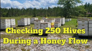 checking 250 hives during a honey flow beekeeping beekeeper bees beehive honey florida farm [upl. by Emmerie]