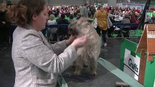 Cairn Terrier Crufts 2020 [upl. by Aima605]