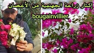 زراعةنبتةالجهنمية أو بوݣافيل bougainvillier من العقل أو الأغصان مع تحديد موعد وشروط نجاح الشتلات [upl. by Acus]