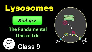 Lysosome  The Fundamental Unit of Life  11  for Class 9 in Hindi [upl. by Ayotahs779]