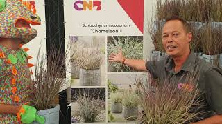 Schizachyrium Chameleon [upl. by Truman]