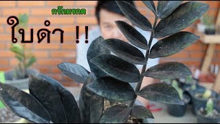 วิธีขยายพันธ์ุ กวักมรกตใบดำ  Black Zamioculcas l EP3 l [upl. by Anide]