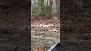 MAINE BUCK  retrieval with a CANOE maine whitetaildeer [upl. by Salomie]