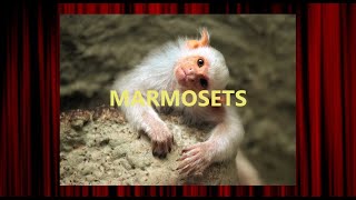 😌 Marmosets  Gremlins  Brazil [upl. by Ainoloppa]