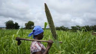 FAO  lagriculture au cœur de la lutte contre le changement climatique [upl. by Nysa]