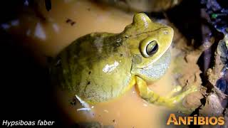 Hypsiboas faber Rio Claro Farm Maffei and Ubaid 2014 [upl. by Constantine672]