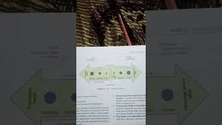 illnesswellness continuum model [upl. by Twila]