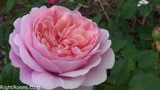 EUSTACIA VYE ROSE REVIEW  THE RIGHT ROSES  DAVID AUSTIN 2019 [upl. by Lohrman]