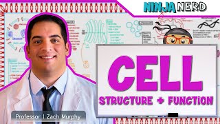 Cell Biology  Cell Structure amp Function [upl. by Anyal46]