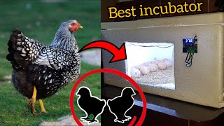 Best incubator for eggs hatching silver wyandotte large chicken eggs hatching [upl. by Goldy]