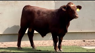 JampJ Cattle Co Lot Bull [upl. by Tnert]