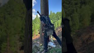 Lumberjack skunk 伐倒 lumberjack chainsaw logger logging 林業 [upl. by Dexter985]