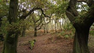 cannock chase stunning in autumn  Cinematic Drone Dji Mini 3 Pro [upl. by Marsland]