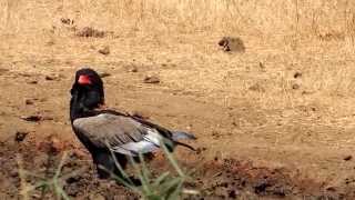 Bateleur  A beautiful eagle seen in the Kruger Park [upl. by Hnaht]