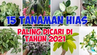 15 TANAMAN HIAS PALING BANYAK DiBURU di TAHUN 2021 bagian 2 [upl. by Rosamond837]