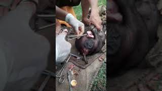 open method castration pig castration viralvideo pig Farm vet [upl. by Quiteri987]