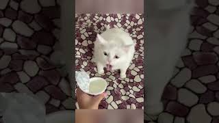 Funny petpets cats pet cute moments pet funny moments people and pets animals fpy foryou [upl. by Francyne]