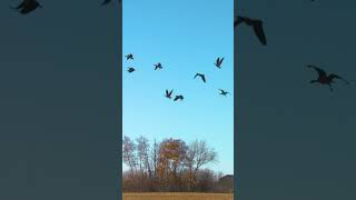 Snow Geese LOSING THEIR MINDS canadagoose hunting goosehunting snowgoose snowgoosehunting [upl. by Kobylak]