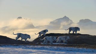 Life On Our Planet 2023  Panthera Leo Spelaea Cave Lion Screen Time [upl. by Ami]