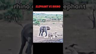 Elephant vs rhino trending animals wildlife elephant rhino shorts short [upl. by Ettenuj]