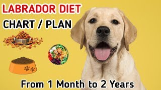 Labrador diet chart  Labrador puppy diet plan  in hindi  dog diet plan [upl. by Aicak]