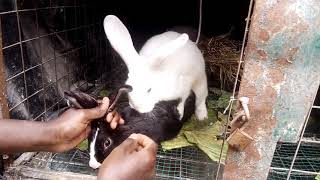 Mating rabbits Assisted is a successful breeding [upl. by Ximena]