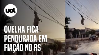 Ciclone no RS Vídeo mostra ovelha pendurada em fiação após temporal em Muçum [upl. by Otit]