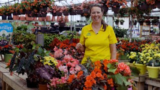 PETITTI Begonia Spotlight  Grow for Shade Deer Resistance amp Pollinators [upl. by Ymassej185]