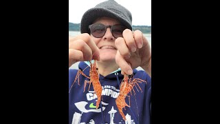 Puget Sound fishing amp Shrimping [upl. by Yelats]