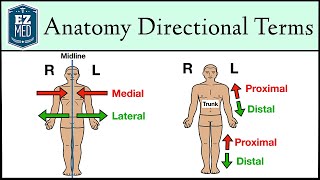 Anatomical Position and Directional Terms Anatomy MADE EASY [upl. by Norreg]