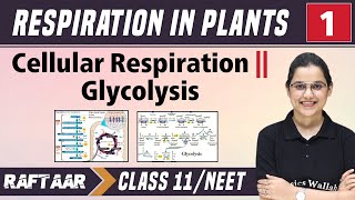 Respiration in Plants 01  Cellular Respiration  Glycolysis  Class 11NEET  RAFTAAR [upl. by Ramo]