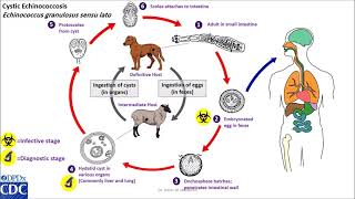 Echinococcus granulosus life cycle [upl. by Rolando428]