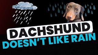 Dachshund doesn’t want to go outside in the rain 😂 [upl. by Else748]