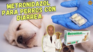 💖 METRONIDAZOL PARA PERROS CON DIARREA DOSIS Y EFECTOS SECUNDARIOS 💖 [upl. by Faro]