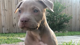 Xl Blue Nose Pitbull Puppies For Sale [upl. by Katuscha]