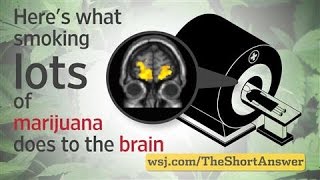 Marijuana Heavy Users Risk Changes to Brain [upl. by Pirzada360]