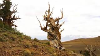 Ancient Bristlecone Pine Forest Near Big Pine CA [upl. by Verlie]