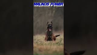 Belgian Malinois Power 🐕‍🦺💥 [upl. by Pozzy265]