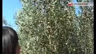 TG 040814 Xylella Fastidiosa la Puglia chiede aiuti al Governo [upl. by Edieh807]