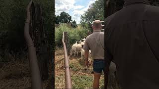 Offloading our First Dorper sheep [upl. by Eseneg]